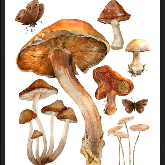 Vintage Mushroom Wall Art Print Home Decor Verities of Mushroom Group Art - Picture 4 of 4